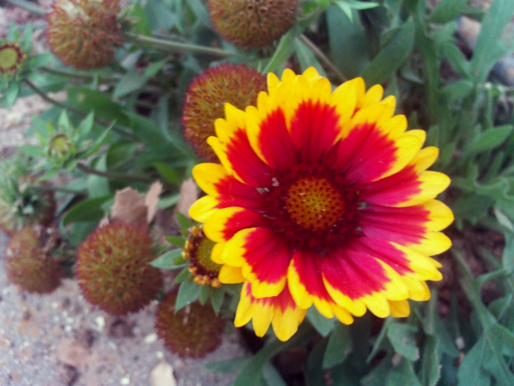 Spring Sprinkler Check Flowers